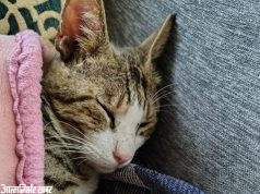 कड़कड़ाती ठंड में सोने का मज़ा…